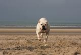 BOULEDOGUE AMERICAIN 174